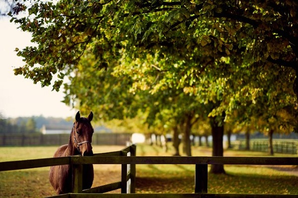 The National Stud's full 2021 Evening Lecture Programme moves online and is open to all Image The National Stud's full 2021 Evening Lecture Programme moves online and is open to all Image